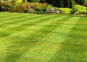 Lawn Mowing in Silver Spring, Maryland